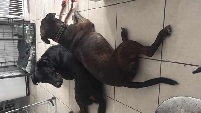 Deux chiens se reposant ensemble