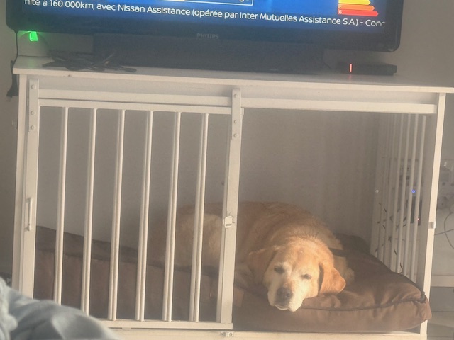 Chien se reposant confortablement