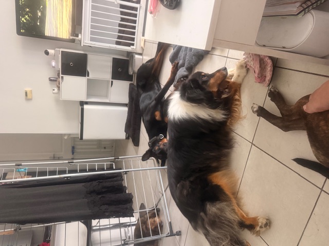 Plusieurs chiens accueillis ensemble