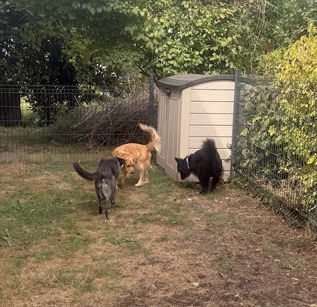 Chiens profitant du jardin