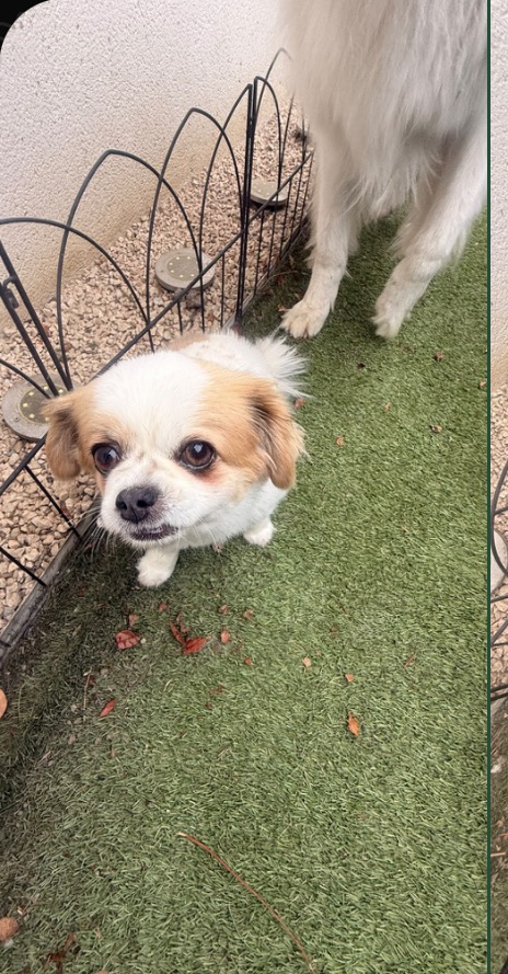 Petit chien accueilli dans le jardin