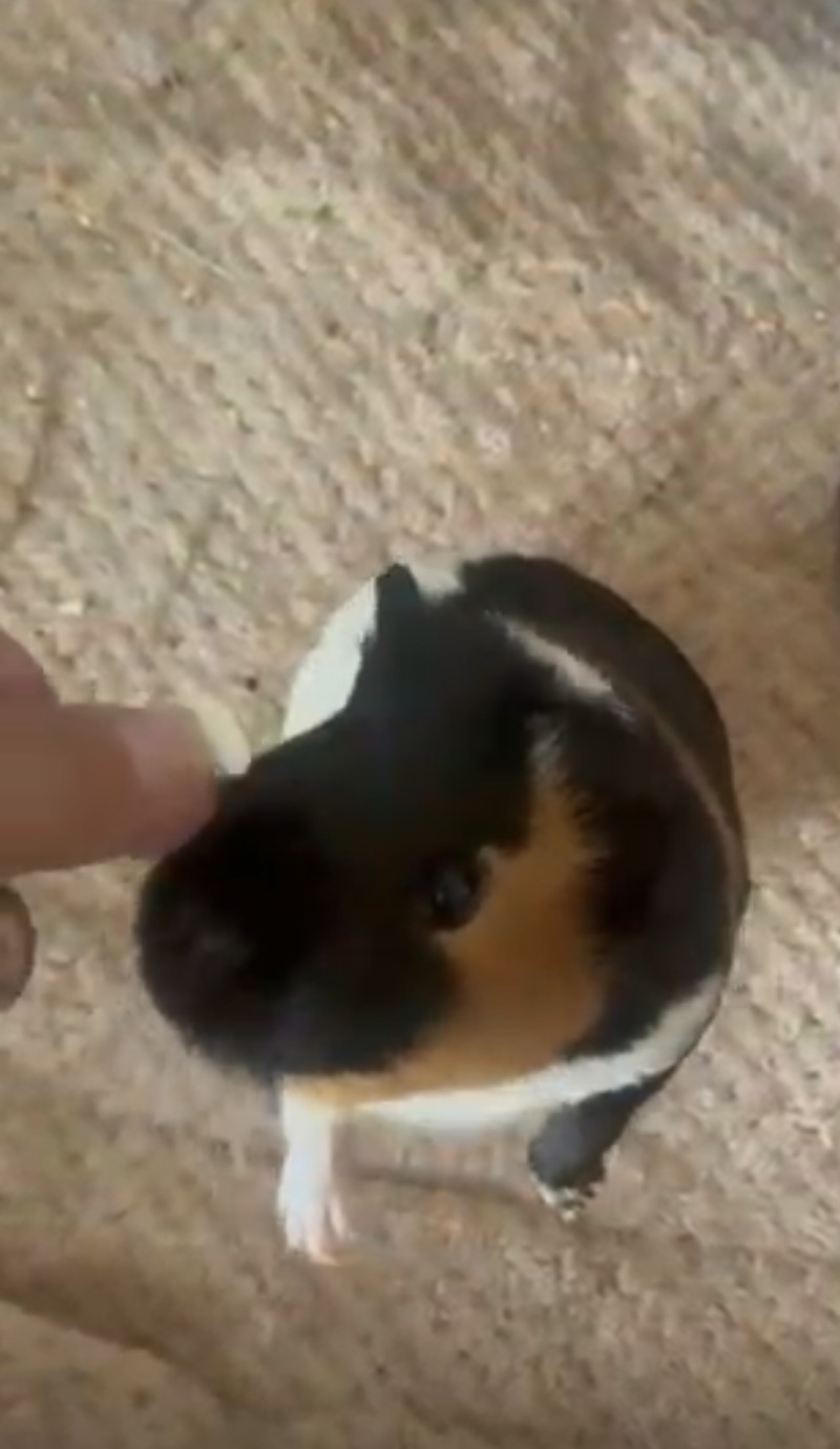 Cochon d’Inde accompagné lors d’une visite