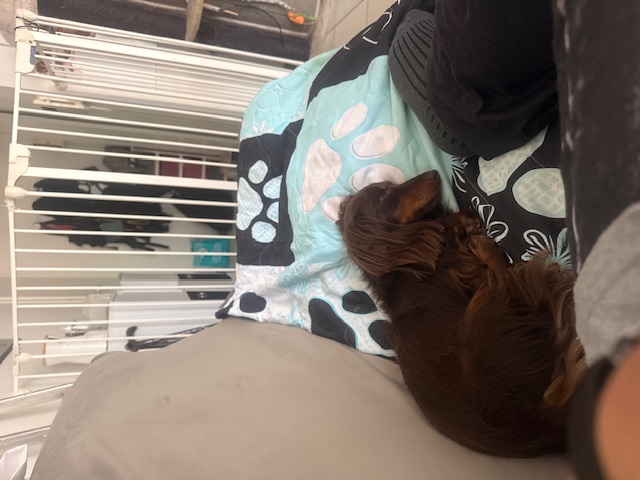 Petit chien se reposant sur le canapé