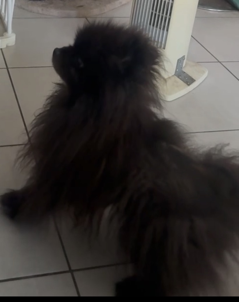Chien à poils longs accueilli à la maison